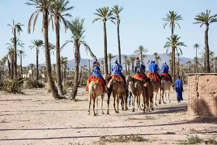 Camel caravan with riders in traditional blue robes walking through the palm grove of Marrakech's Palmeraie on a guided tour