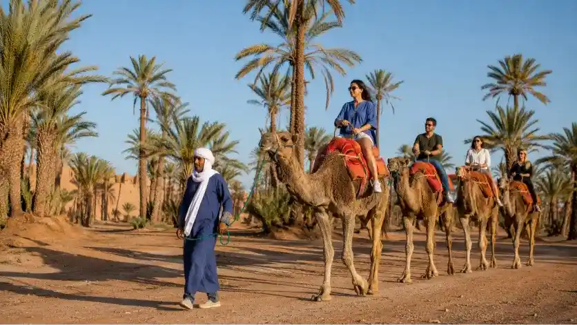 Camel Ride Marrakech Palmeraie Ride
