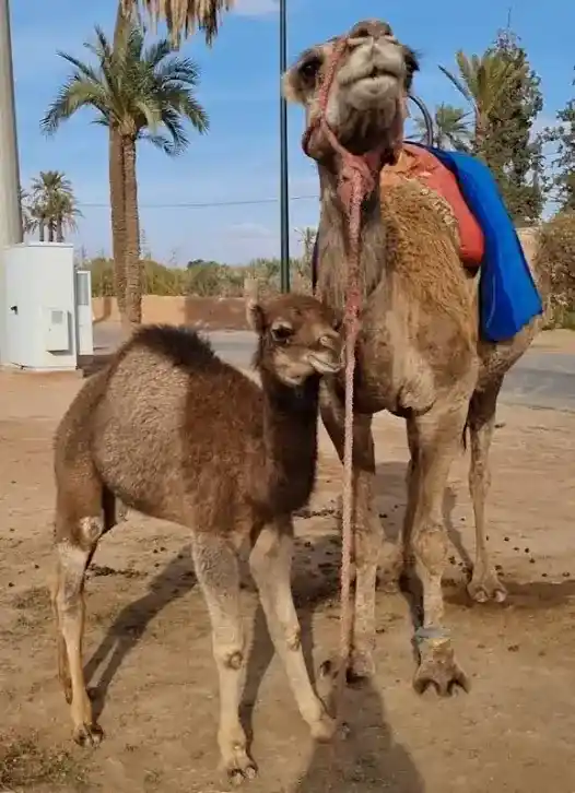 Camel ready for a traditional camel ride experience in the Palmeraie of Marrakech
