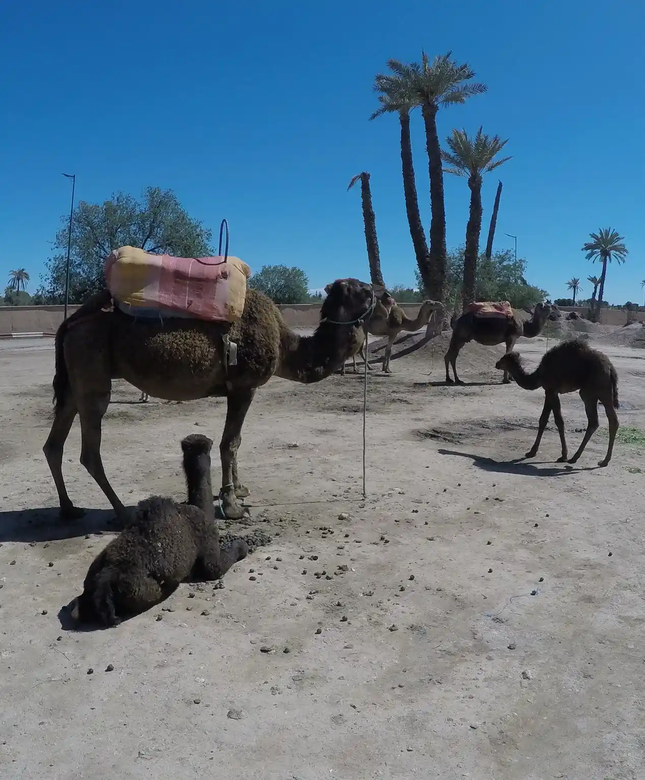 Camels resting in the Marrakech Palmeraie during a desert excursion