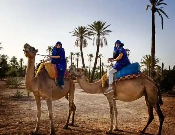 Visitors enjoying a camel ride in the Palmeraie of Marrakech surrounded by palm trees