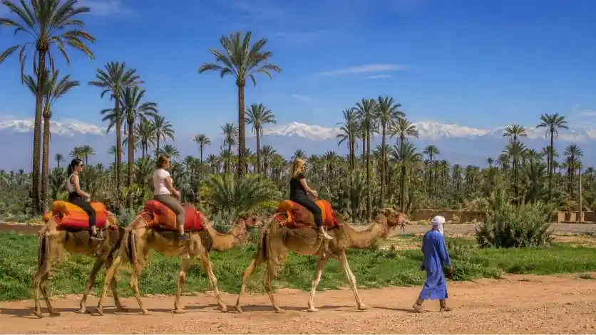 Marrakech Palmeraie